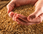 Российская пшеница потеснит канадскую на рынке Эквадора