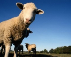 Овцеводство как прибыльный бизнес