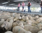 Овцеводство – интересный и прибыльный бизнес для начинающего фермера