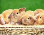 Бизнес-план по разведению кроликов