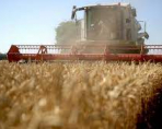 Россия нарастит экспортные поставки пшеницы