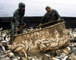 ЕС обещает компенсировать европейским рыбакам потерю российского рынка